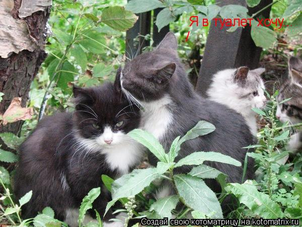Я в туалет хочу... /... Котоматрица: Я в туалет хочу... /