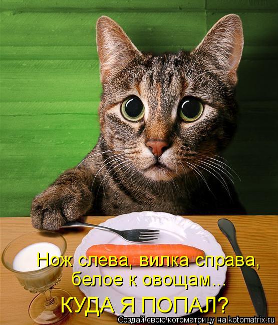 Нож слева, вилка справа, белое к овощам... КУДА Я ПОПАЛ?... Котоматрица: Нож слева, вилка справа, белое к овощам... КУДА Я ПОПАЛ?