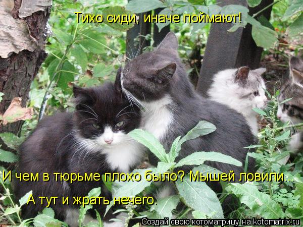 Тихо сиди, иначе поймают! И чем в тюрьме плохо было? Мышей ловили... А тут и жрать нечего.... Котоматрица: Тихо сиди, иначе поймают! И чем в тюрьме плохо было? Мышей ловили... А тут и жрать нечего.