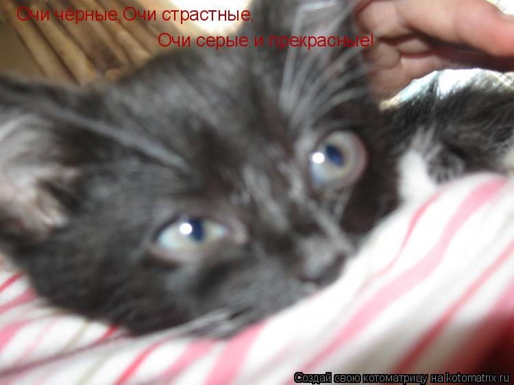 Очи чёрные,Очи страстные, Очи серые и прекрасные!... Котоматрица: Очи чёрные,Очи страстные, Очи серые и прекрасные!