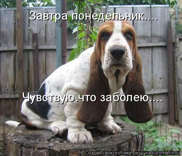 Завтра понедельник.... Чувствую.что заболею....... Котоматрица: Завтра понедельник.... Чувствую.что заболею....