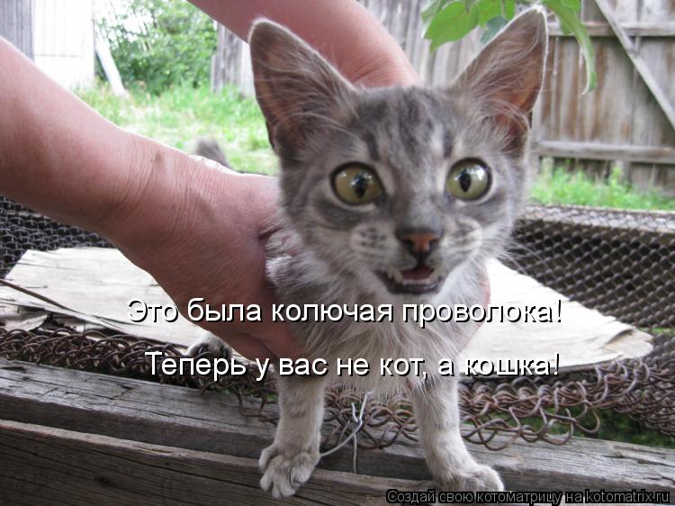 Это была колючая проволока! Теперь у вас не кот, а кошка!... Котоматрица: Это была колючая проволока! Теперь у вас не кот, а кошка!