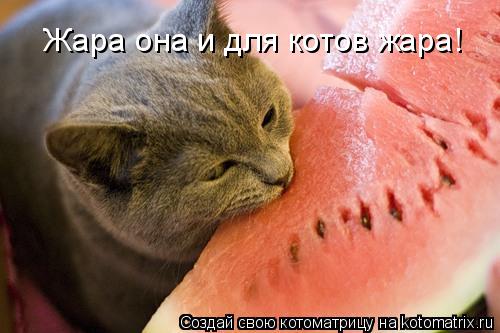 Жара она и для котов жара!... Котоматрица: Жара она и для котов жара!