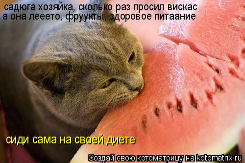 садюга хозяйка, сколько раз просил вискас а она лееето, фруукты, здоровое питаание сиди сама на своей... Котоматрица: садюга хозяйка, сколько раз просил вискас а она лееето, фруукты, здоровое питаание сиди сама на своей диете