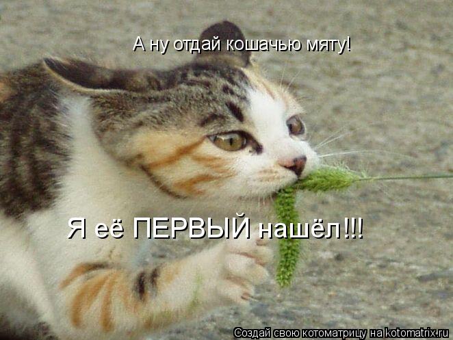 А ну отдай кошачью мяту! Я её ПЕРВЫЙ нашёл!!!... Котоматрица: А ну отдай кошачью мяту! Я её ПЕРВЫЙ нашёл!!!