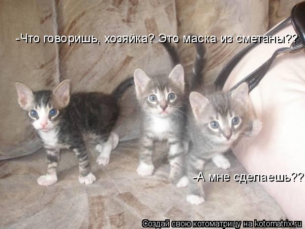 -А мне сделаешь?? -Что говоришь, хозяйка? Это маска из сметаны??... Котоматрица: -А мне сделаешь?? -Что говоришь, хозяйка? Это маска из сметаны??