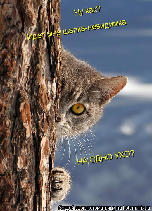 Ну как? Ну как? Идет мне шапка-невидимка НА ОДНО УХО?... Котоматрица: Ну как? Ну как? Идет мне шапка-невидимка НА ОДНО УХО?