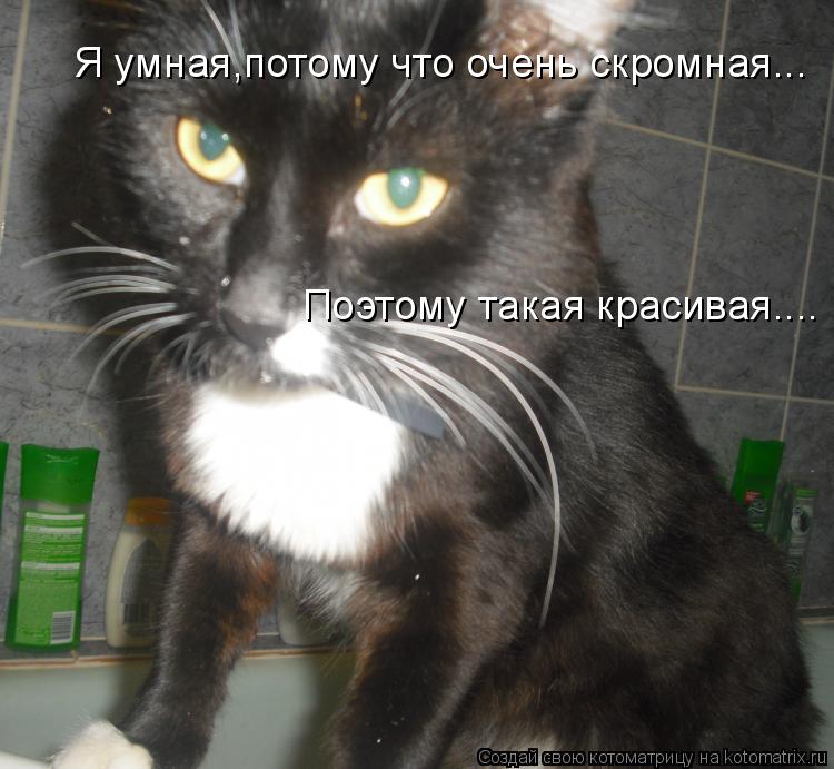 Я умная,потому что очень скромная... Поэтому такая красивая....... Котоматрица: Я умная,потому что очень скромная... Поэтому такая красивая....