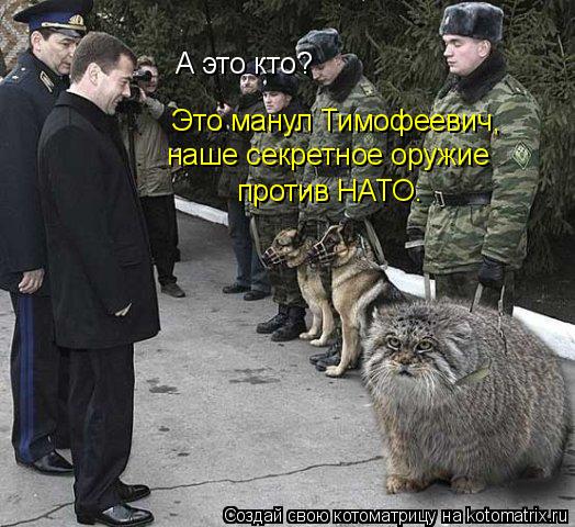 А это кто? Это манул Тимофеевич, наше секретное оружие против НАТО.... Котоматрица: А это кто? Это манул Тимофеевич, наше секретное оружие против НАТО.
