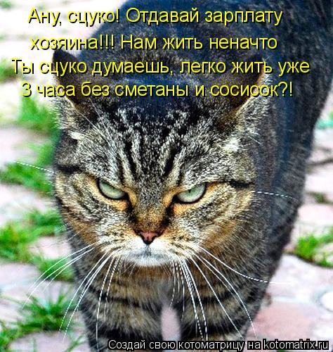 Ану, сцуко! Отдавай зарплату хозяина!!! Нам жить неначто Ты сцуко думаешь, легко жить уже 3 часа без... Котоматрица: Ану, сцуко! Отдавай зарплату хозяина!!! Нам жить неначто Ты сцуко думаешь, легко жить уже 3 часа без сметаны и сосисок?!