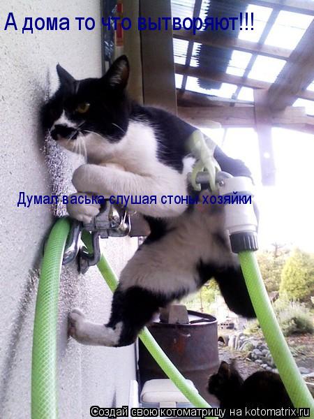 А дома то что вытворяют!!! Думал васька слушая стоны хозяйки... Котоматрица: А дома то что вытворяют!!! Думал васька слушая стоны хозяйки