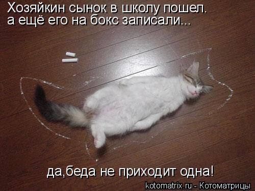 Хозяйкин сынок в школу пошел. а ещё его на бокс записали... да,беда не приходит одна!... Котоматрица: Хозяйкин сынок в школу пошел. а ещё его на бокс записали... да,беда не приходит одна!