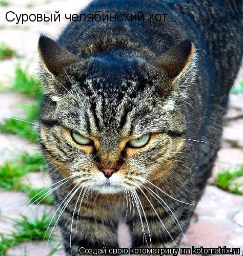 Суровый челябинский кот...... Котоматрица: Суровый челябинский кот...