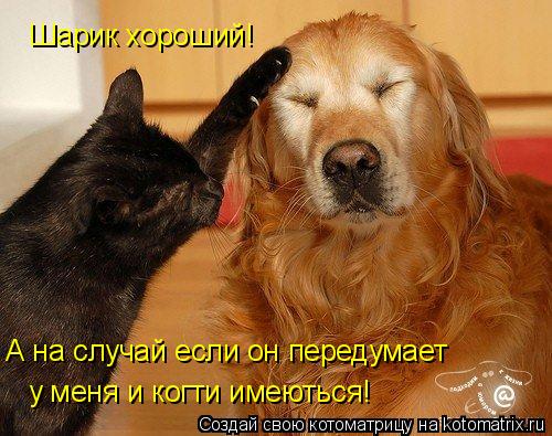Шарик хороший! А на случай если он передумает у меня и когти имеються!... Котоматрица: Шарик хороший! А на случай если он передумает у меня и когти имеються!