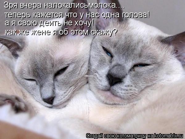 Зря вчера налокалисьмолока.... теперь кажется что у нас одна голова! а я свою деить не хочу! как же ж... Котоматрица: Зря вчера налокалисьмолока.... теперь кажется что у нас одна голова! а я свою деить не хочу! как же жене я об этом скажу?
