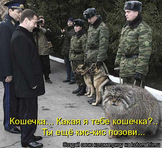 Кошечка... Какая я тебе кошечка?.. Ты ещё кис-кис позови...... Котоматрица: Кошечка... Какая я тебе кошечка?.. Ты ещё кис-кис позови...