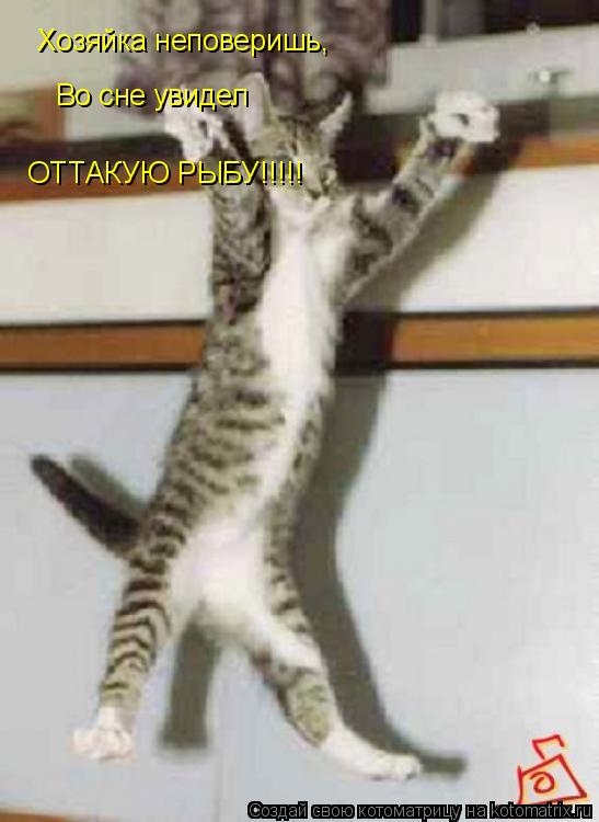 Хозяйка неповеришь, Во сне увидел ОТТАКУЮ РЫ ОТТАКУЮ РЫБУ!!!!!... Котоматрица: Хозяйка неповеришь, Во сне увидел ОТТАКУЮ РЫ ОТТАКУЮ РЫБУ!!!!!