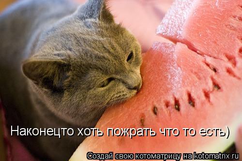 Наконецто хоть пожрать что то есть)... Котоматрица: Наконецто хоть пожрать что то есть)
