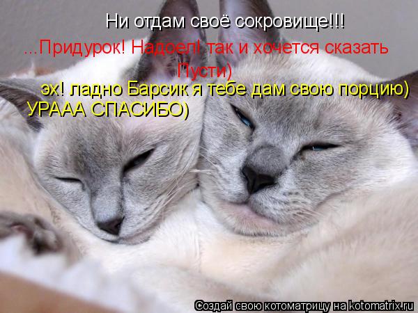Ни отдам своё сокровище!!! ...Придурок! Надоел! так и хочется сказать Пусти) эх! ладно Барсик я тебе ... Котоматрица: Ни отдам своё сокровище!!! ...Придурок! Надоел! так и хочется сказать Пусти) эх! ладно Барсик я тебе дам свою порцию) УРААА СПАСИБО)