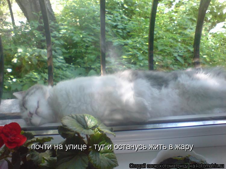 почти на улице - тут и останусь жить в жару... Котоматрица: почти на улице - тут и останусь жить в жару