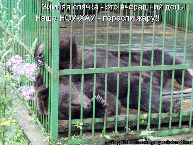 Зимняя спячка - это вчерашний день! Наше НОУ-ХАУ - переспи жару!!!... Котоматрица: Зимняя спячка - это вчерашний день! Наше НОУ-ХАУ - переспи жару!!!