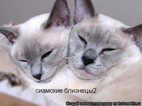 сиамские близнецы2... Котоматрица: сиамские близнецы2
