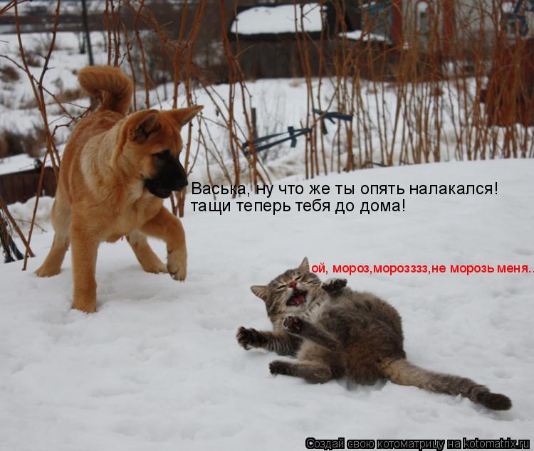 ой, мороз,морозззз,не морозь меня.... Васька, ну что же ты опять налакался! тащи теперь тебя до дома... Котоматрица: ой, мороз,морозззз,не морозь меня.... Васька, ну что же ты опять налакался! тащи теперь тебя до дома!