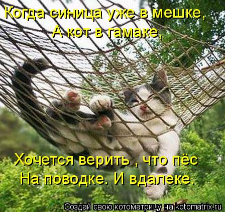 Когда синица уже в мешке, А кот в гамаке, Хочется верить , что пёс На поводке. И вдалеке.... Котоматрица: Когда синица уже в мешке, А кот в гамаке, Хочется верить , что пёс На поводке. И вдалеке.