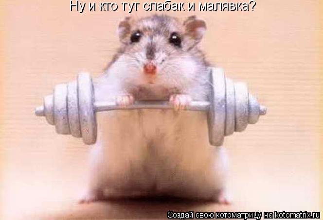 Ну и кто тут слабак и малявка?... Котоматрица: Ну и кто тут слабак и малявка?