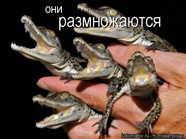 они размножаются... Котоматрица: они размножаются