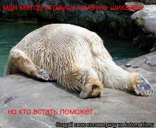 мдя метод страуса конечно шикарен , но кто встать поможет....... Котоматрица: мдя метод страуса конечно шикарен , но кто встать поможет....