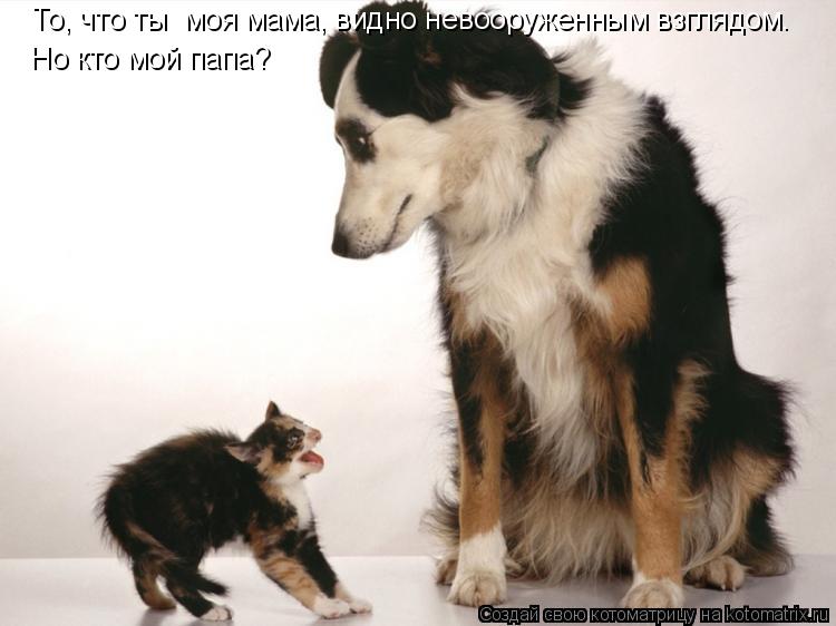 То, что ты моя мама, видно невооруженным взглядом. Но кто мой папа?... Котоматрица: То, что ты моя мама, видно невооруженным взглядом. Но кто мой папа?