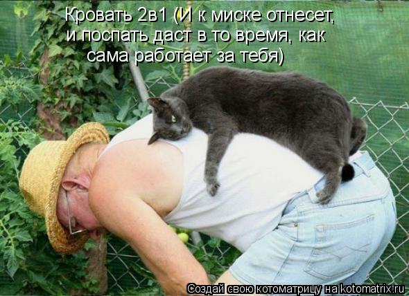 Кровать 2в1 (И к миске отнесет, и поспать даст в то время, как сама работает за тебя)... Котоматрица: Кровать 2в1 (И к миске отнесет, и поспать даст в то время, как сама работает за тебя)