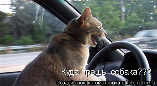 Куда прешь, собака???... Котоматрица: Куда прешь, собака???