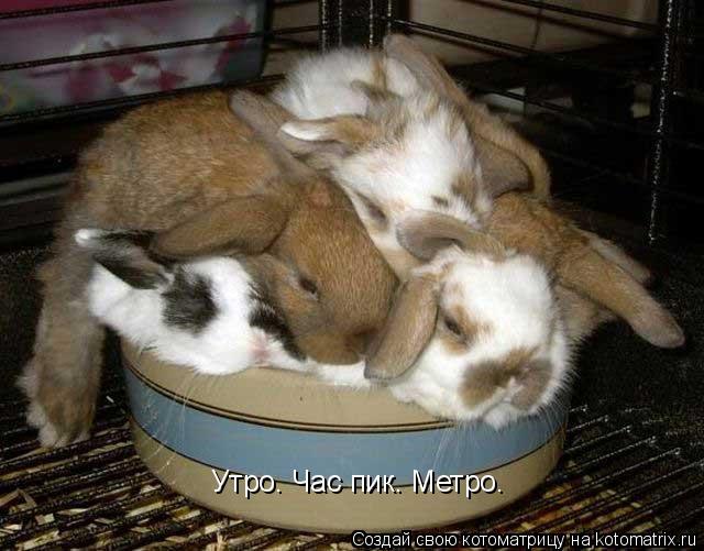 Утро. Час пик. Метро.... Котоматрица: Утро. Час пик. Метро.