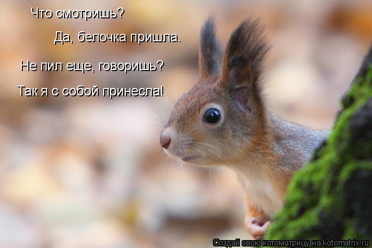 Да, белочка пришла. Не пил еще, говоришь? Так я с собой принесла! Так я с собой принесла! Что смотриш... Котоматрица: Да, белочка пришла. Не пил еще, говоришь? Так я с собой принесла! Так я с собой принесла! Что смотришь?