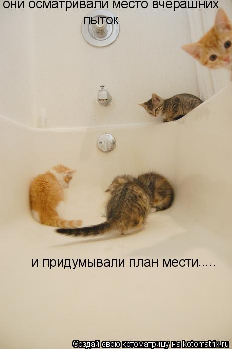 они осматривали место вчерашних пыток и придумывали план мести ........ Котоматрица: они осматривали место вчерашних пыток и придумывали план мести .....