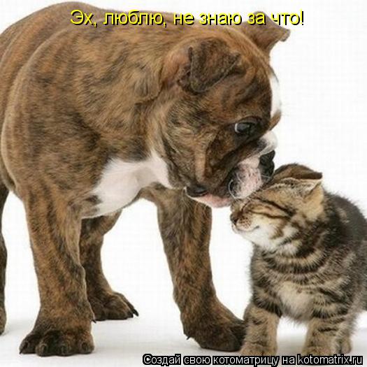 Эх, люблю, не знаю за что!... Котоматрица: Эх, люблю, не знаю за что!