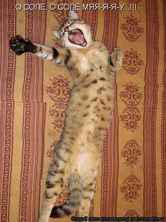О СОЛЕ, О СОЛЕ МЯЯ-Я-Я-У...!!!... Котоматрица: О СОЛЕ, О СОЛЕ МЯЯ-Я-Я-У...!!!