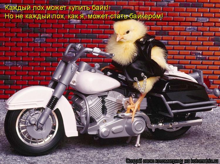 Каждый лох может купить байк! Но не каждый лох, как я, может стать байкером!... Котоматрица: Каждый лох может купить байк! Но не каждый лох, как я, может стать байкером!