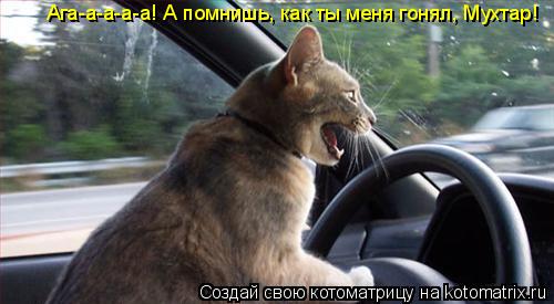 Ага-а-а-а-а! А помнишь, как ты меня гонял, Мухтар!... Котоматрица: Ага-а-а-а-а! А помнишь, как ты меня гонял, Мухтар!