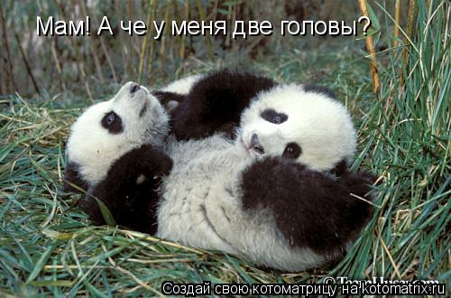 Мам! А че у меня две головы?... Котоматрица: Мам! А че у меня две головы?