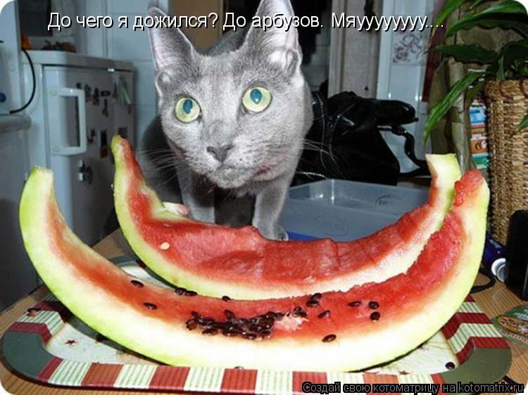 До чего я дожился? До арбузов. Мяуууууууу....... Котоматрица: До чего я дожился? До арбузов. Мяуууууууу....