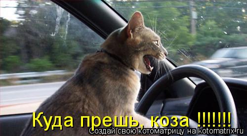 Куда прешь, коза !!!!!!!... Котоматрица: Куда прешь, коза !!!!!!!