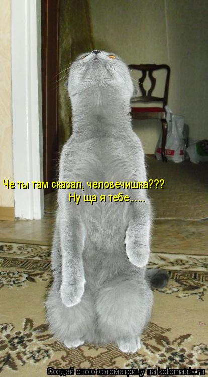 Че ты там сказал, человечишка??? Ну ща я тебе......... Котоматрица: Че ты там сказал, человечишка??? Ну ща я тебе......