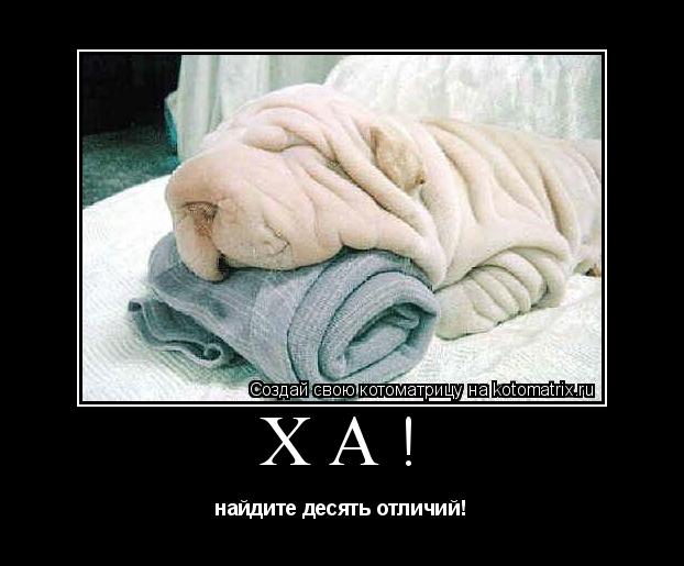 ха! найдите десять отличий!... Котоматрица: ха! найдите десять отличий!