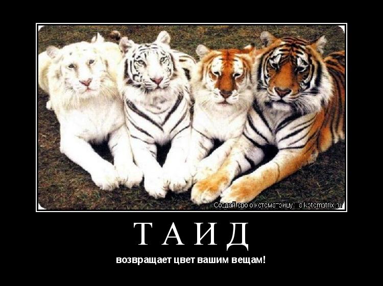 таид возвращает цвет вашим вещам!... Котоматрица: таид возвращает цвет вашим вещам!