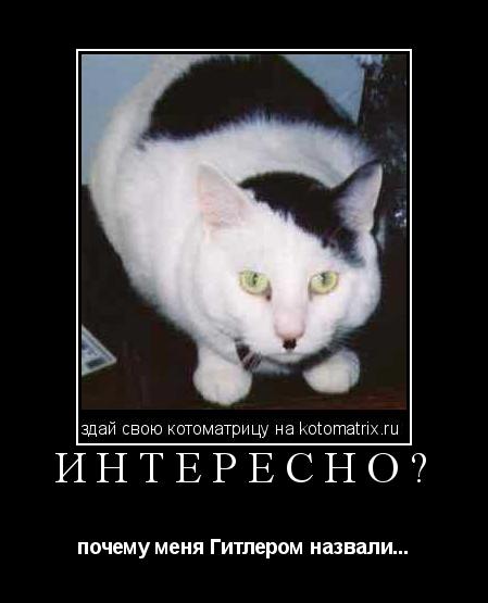 интересно? почему меня Гитлером назвали...... Котоматрица: интересно? почему меня Гитлером назвали...