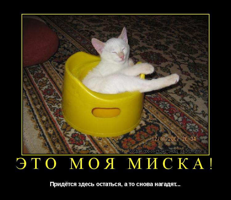 Это моя миска! Придётся здесь остаться, а то снова нагадят...... Котоматрица: Это моя миска! Придётся здесь остаться, а то снова нагадят...