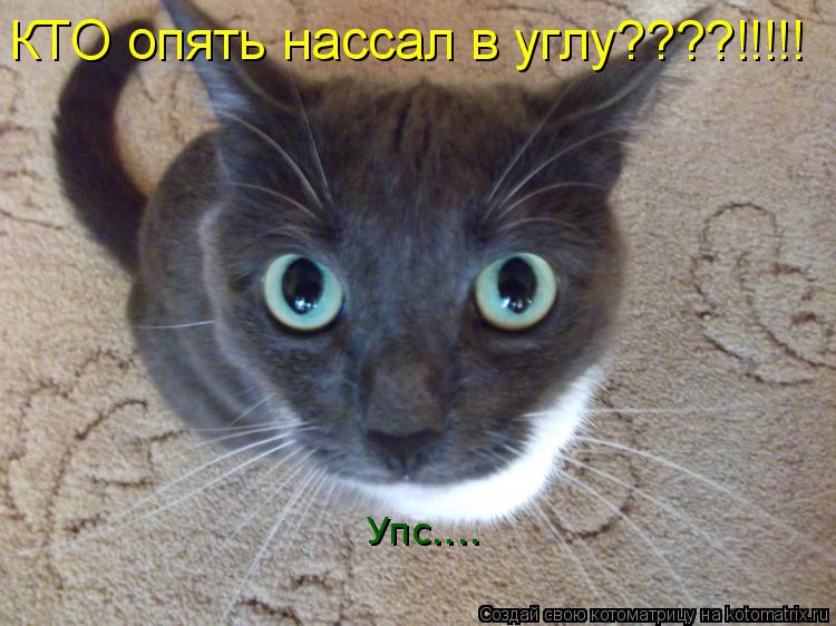 КТО опять нассал в углу????!!!!! Упс....... Котоматрица: КТО опять нассал в углу????!!!!! Упс....